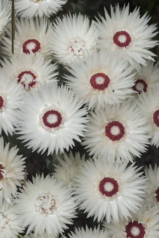 Asteraceae Syncarpha vestita