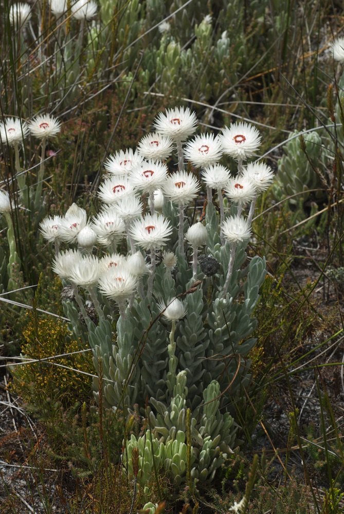 Asteraceae Syncarpha vestita