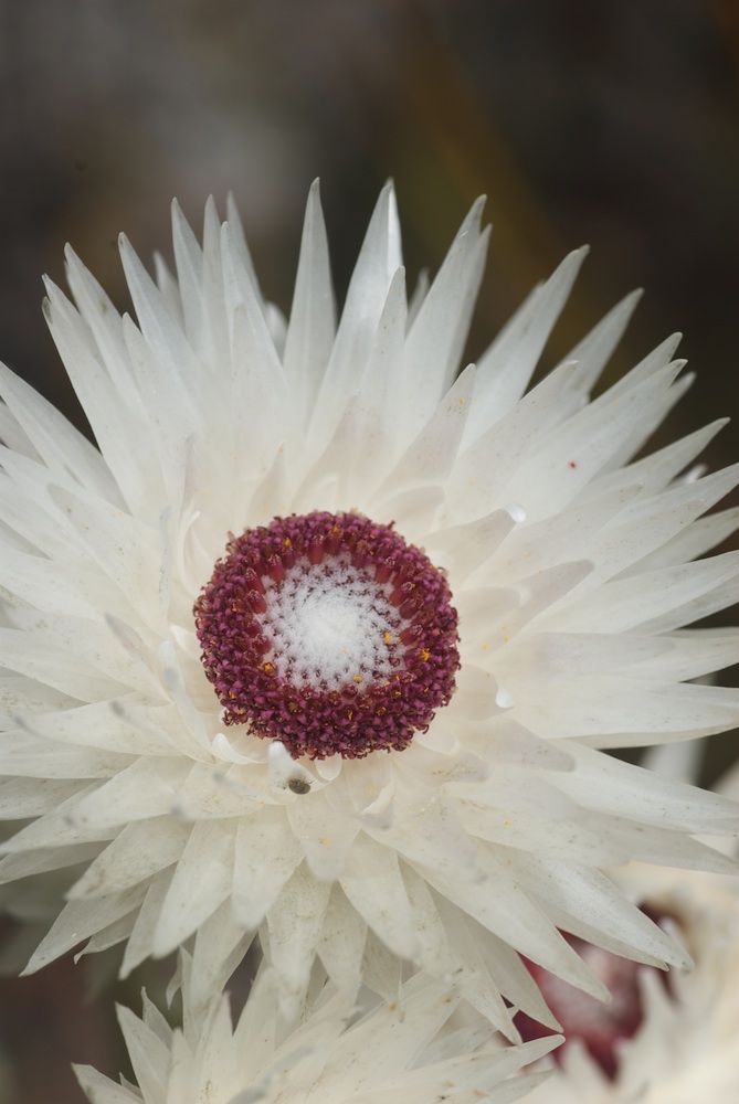Asteraceae Syncarpha vestita
