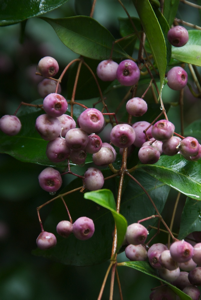 Myrtaceae Acmena smithii