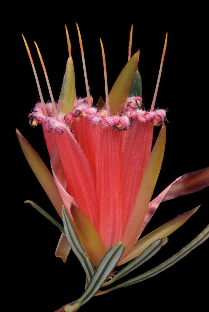 Proteaceae Lambertia formosa