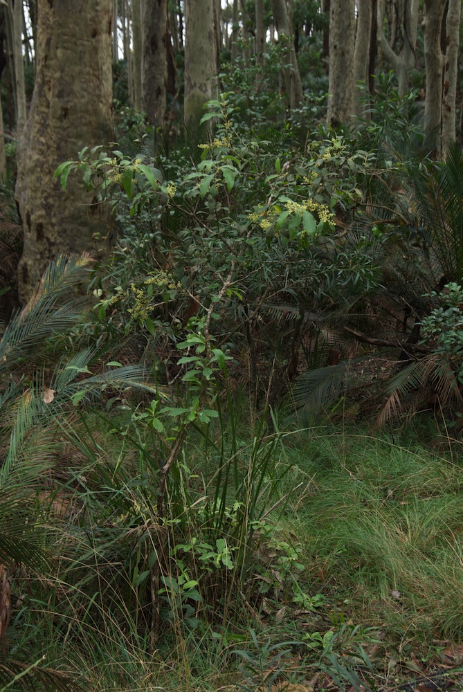 Oleaceae Notelaea longifolia