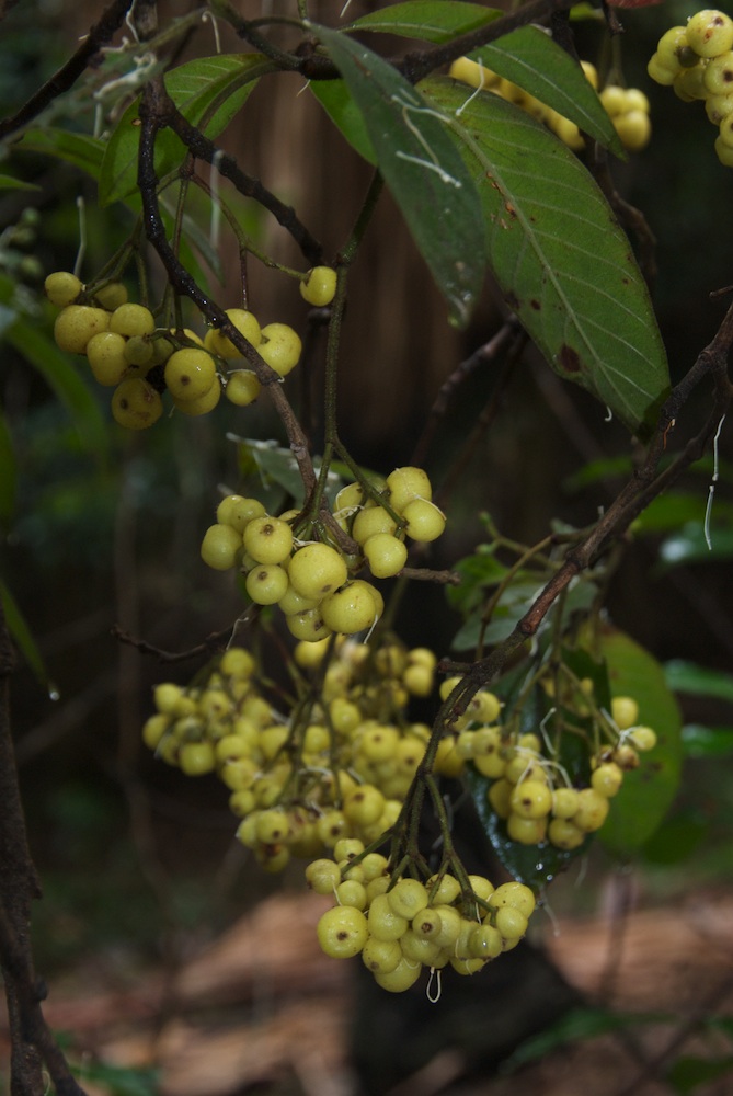 Rubiaceae Psychotria loniceroides