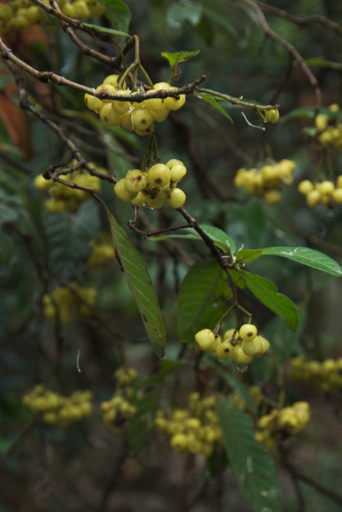 Rubiaceae Psychotria loniceroides
