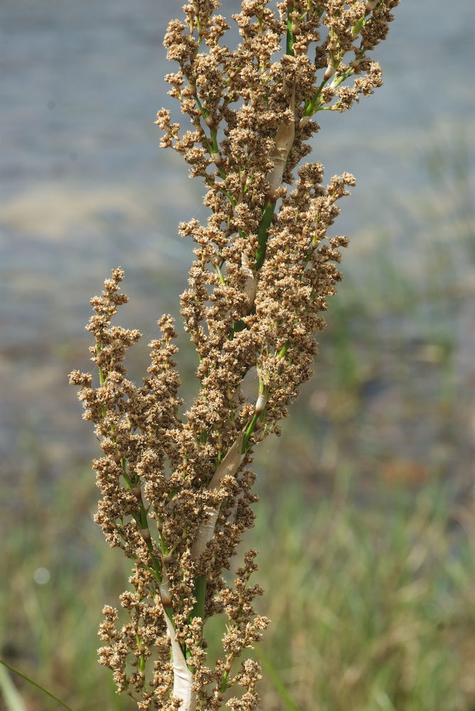 Juncaceae Prionium serratum