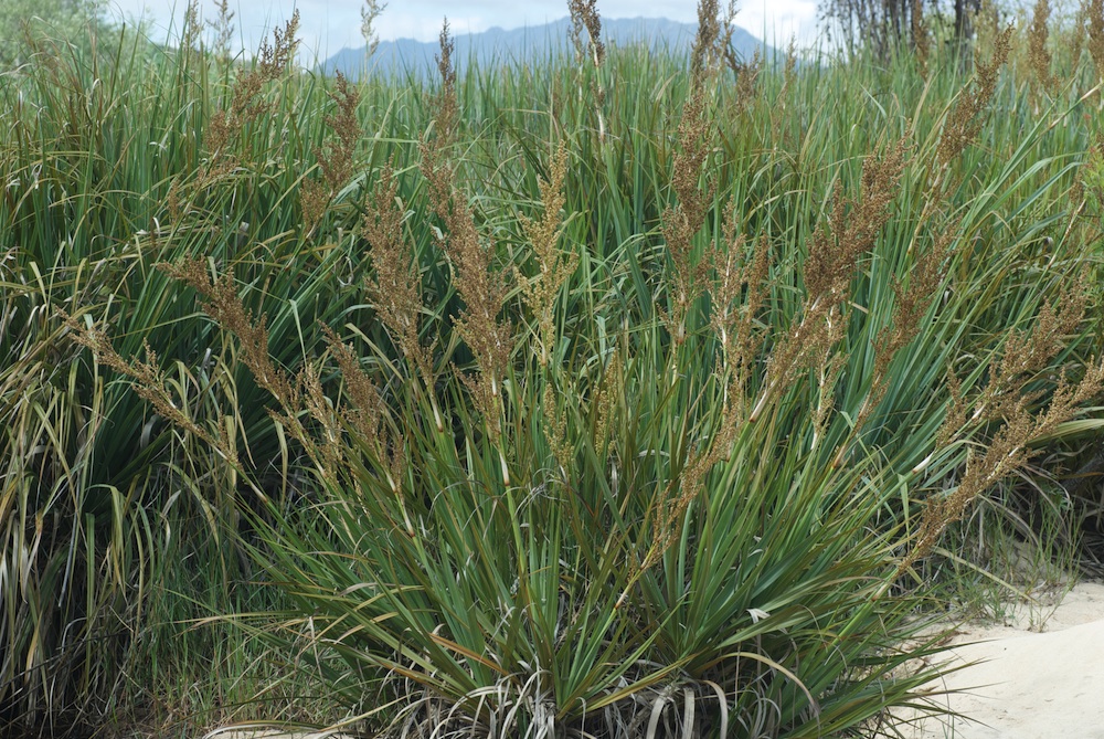 Juncaceae Prionium serratum