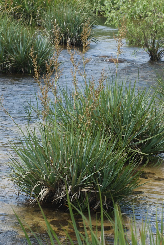 Juncaceae Prionium serratum