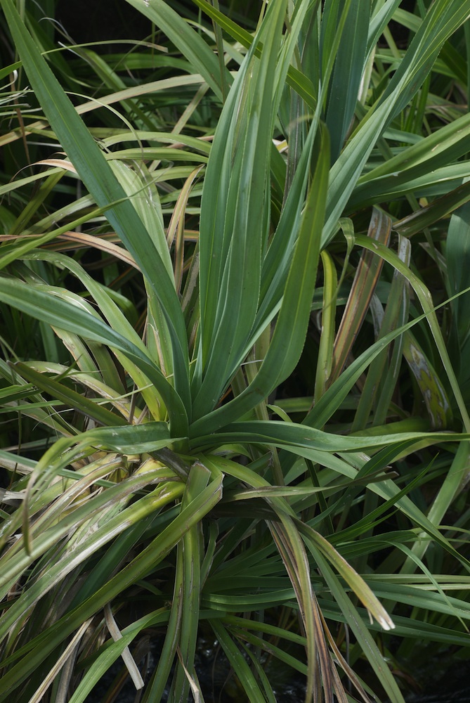 Juncaceae Prionium serratum