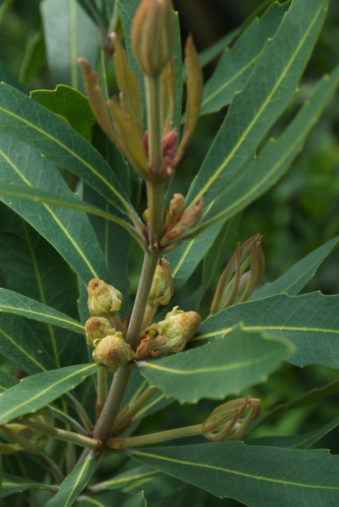 Proteaceae Brabejum stellatifolium