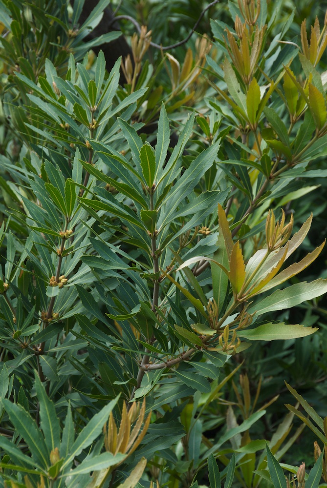 Proteaceae Brabejum stellatifolium