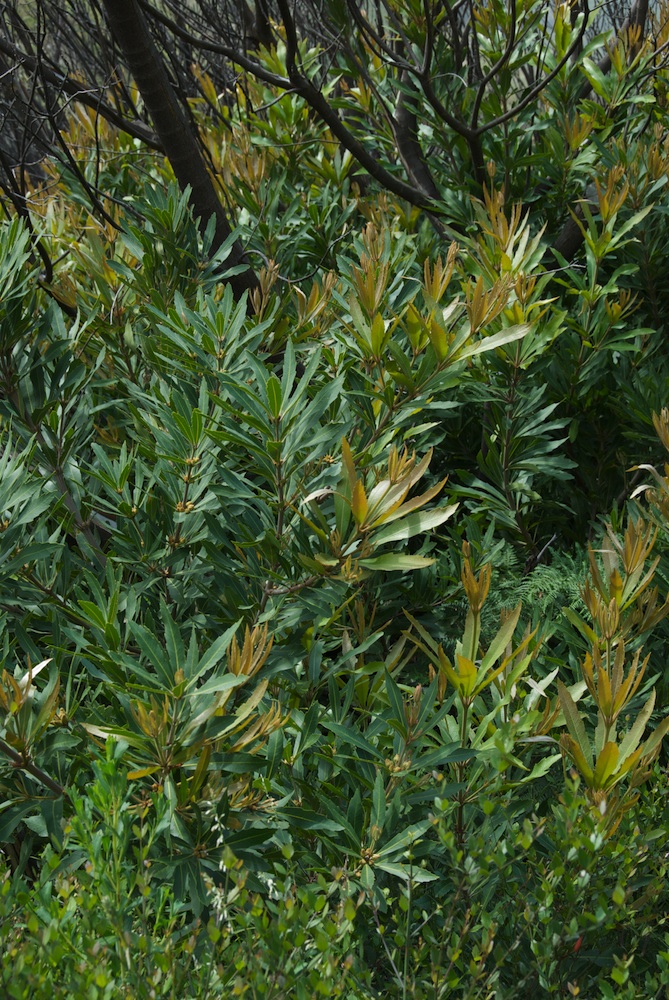 Proteaceae Brabejum stellatifolium