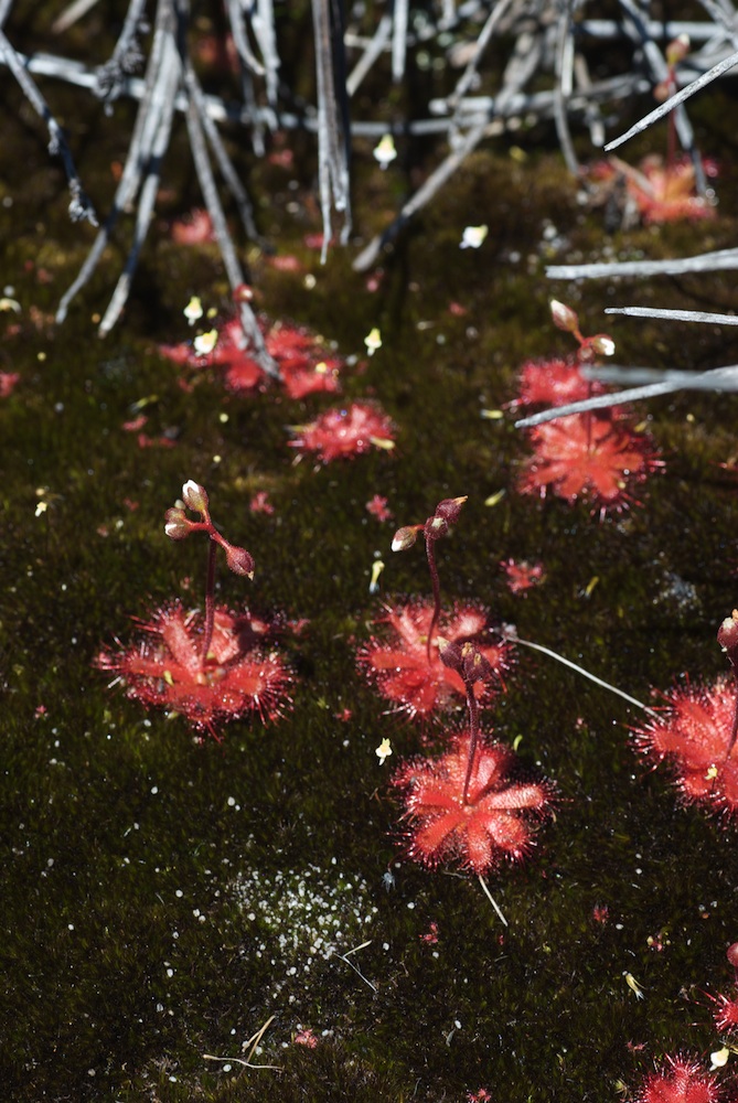 Droseraceae Drosera trinervia