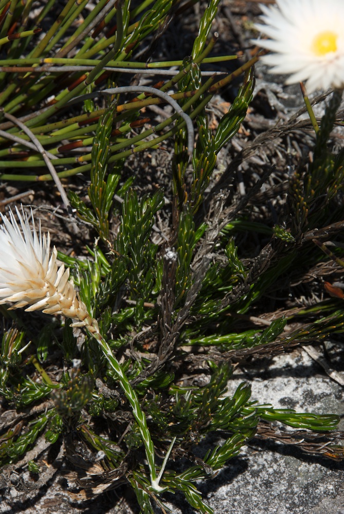 Asteraceae Edmondia sesamoides