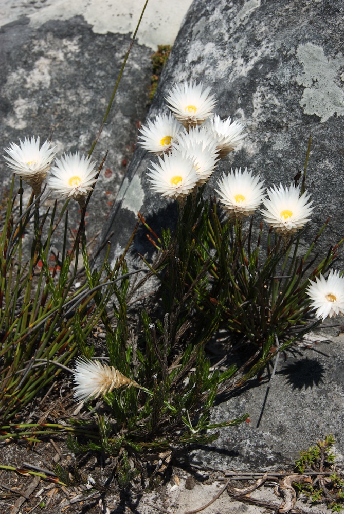 Asteraceae Edmondia sesamoides
