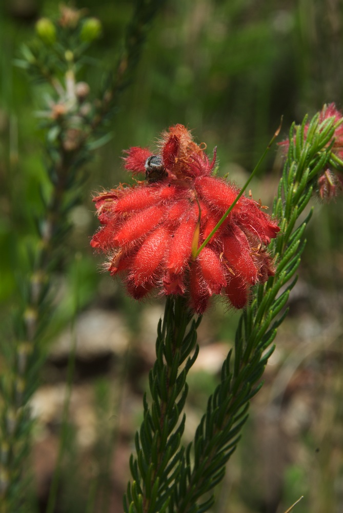 Ericaceae Erica cerinthoides