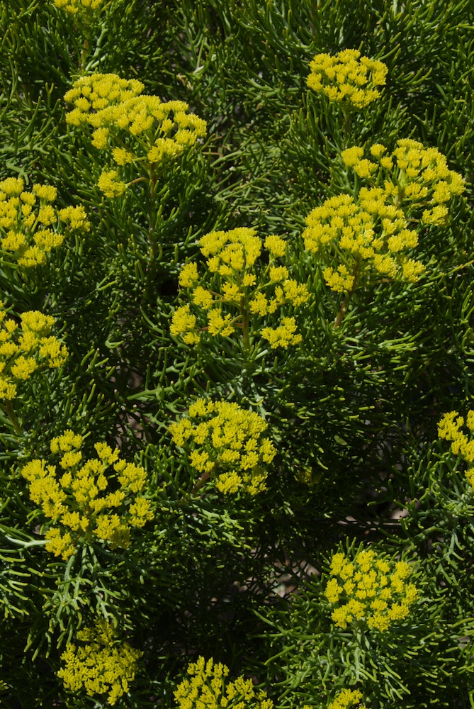Asteraceae Hymenolepis crithmoides