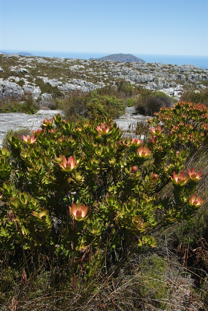 Proteaceae Leucadendron strobilinum