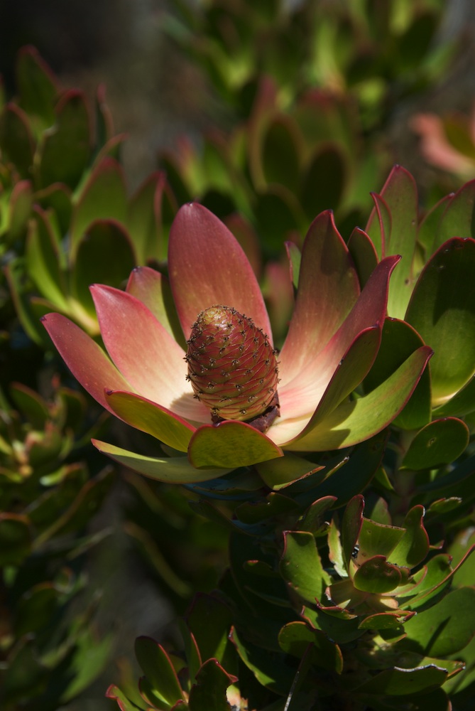 Proteaceae Leucadendron strobilinum