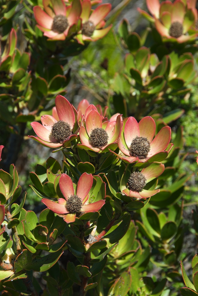 Proteaceae Leucadendron strobilinum