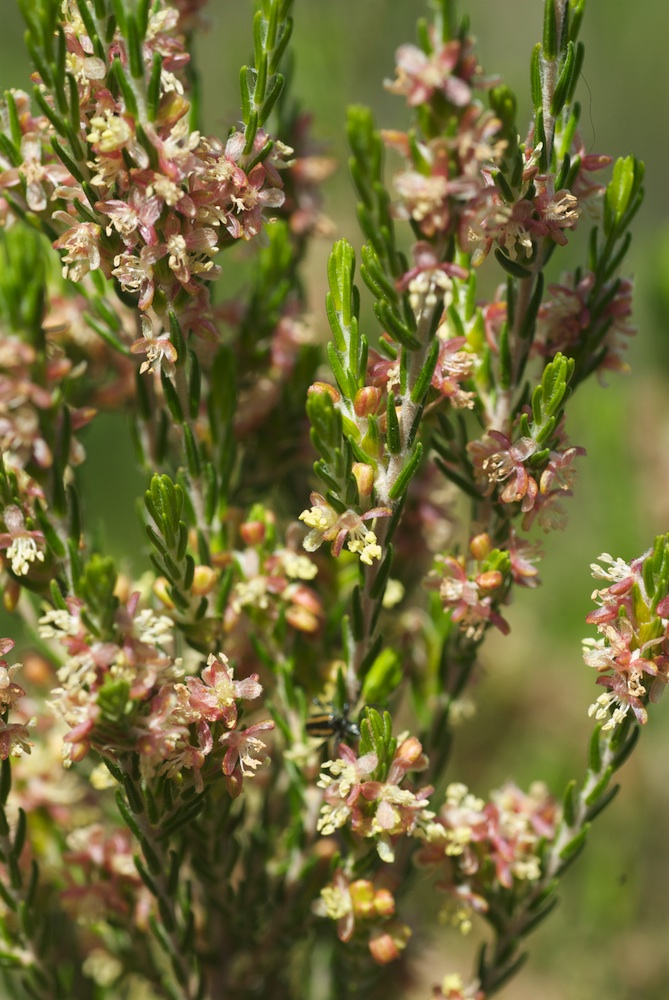 Thymelaeaceae Passerina corymbosa