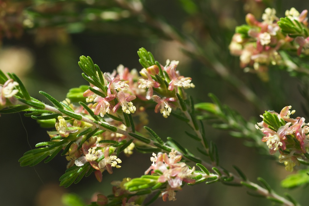 Thymelaeaceae Passerina corymbosa