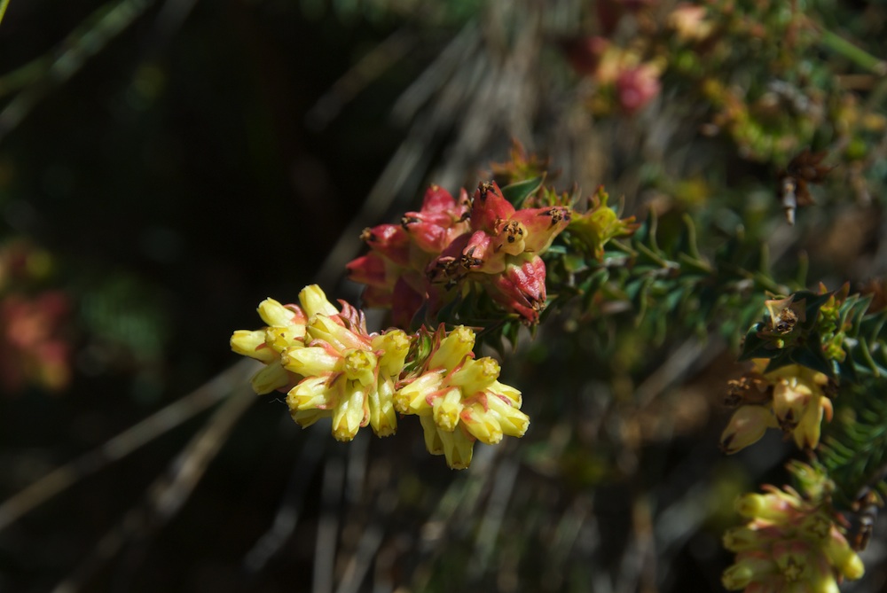 Penaeaceae Penaea mucronata