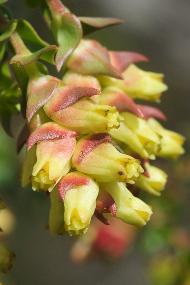 Penaeaceae Penaea mucronata