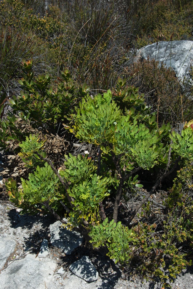 Apiaceae Peucedanum galbanum