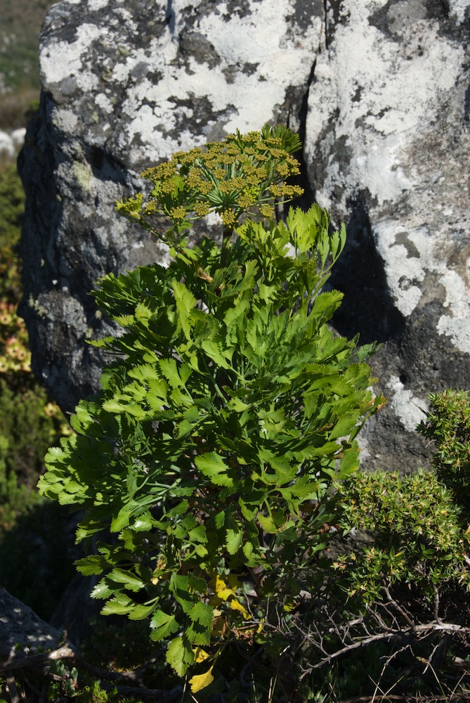 Apiaceae Peucedanum galbanum