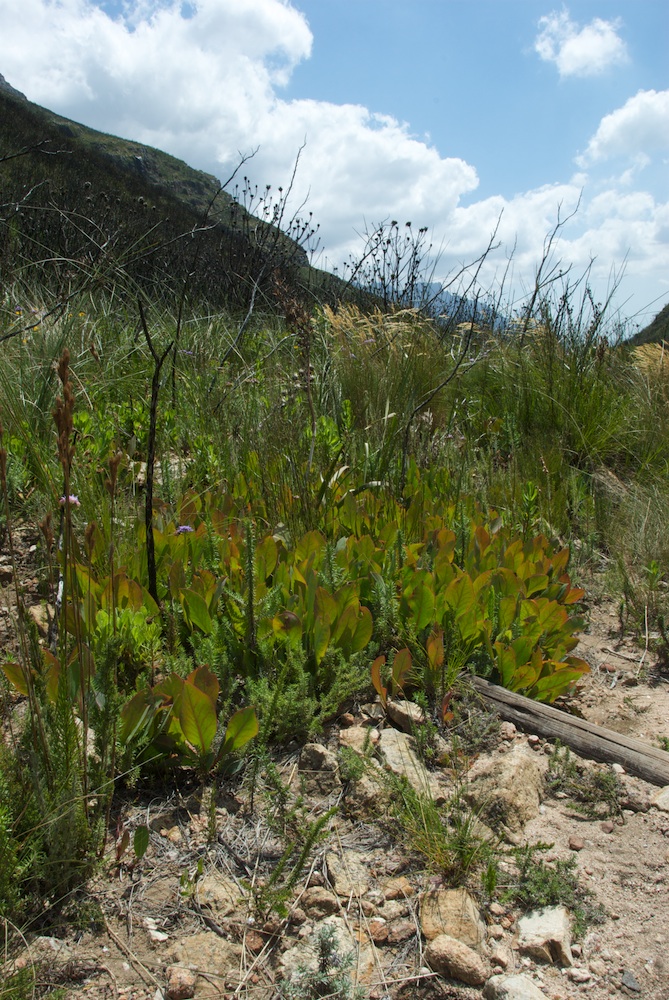 Proteaceae Protea acaulos