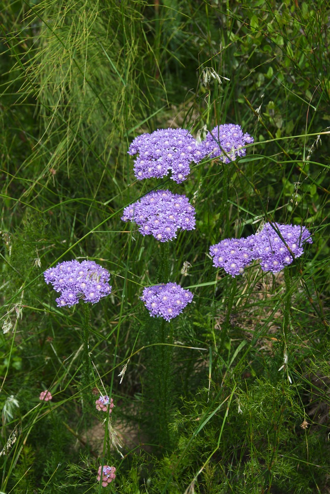Scrophulariaceae Pseudoselago spuria