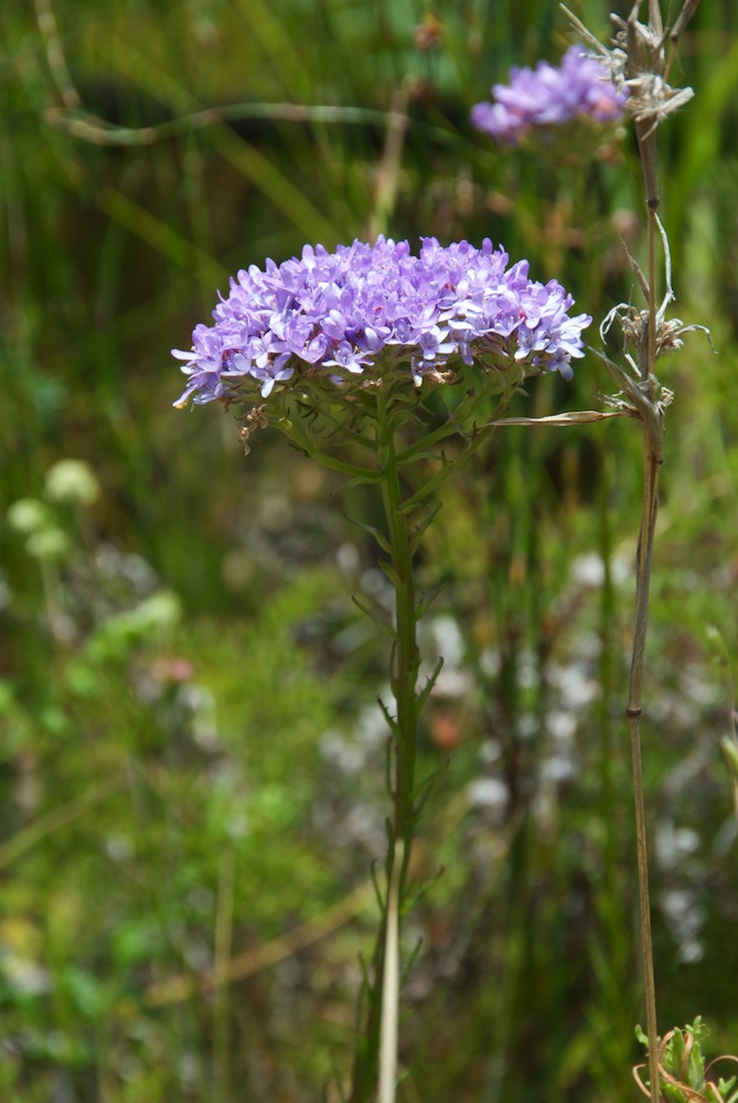 Scrophulariaceae Pseudoselago spuria