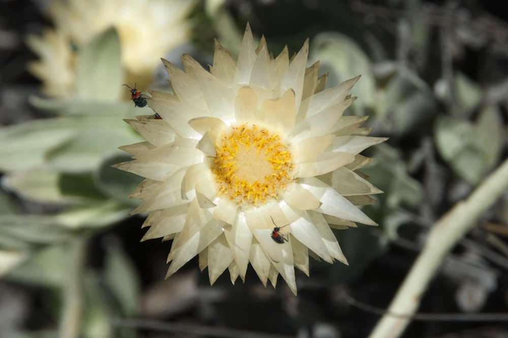 Asteraceae Syncarpha speciosissima