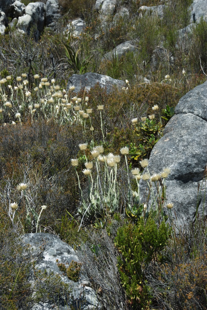 Asteraceae Syncarpha speciosissima