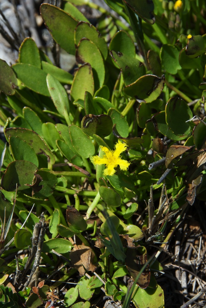 Menyanthaceae Villarsia capensis