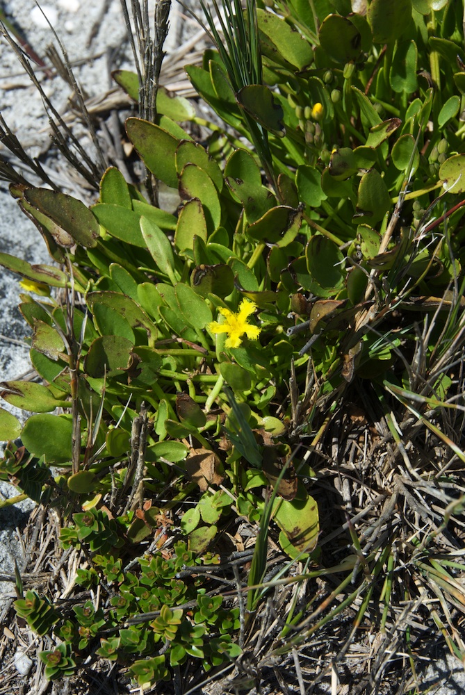 Menyanthaceae Villarsia capensis