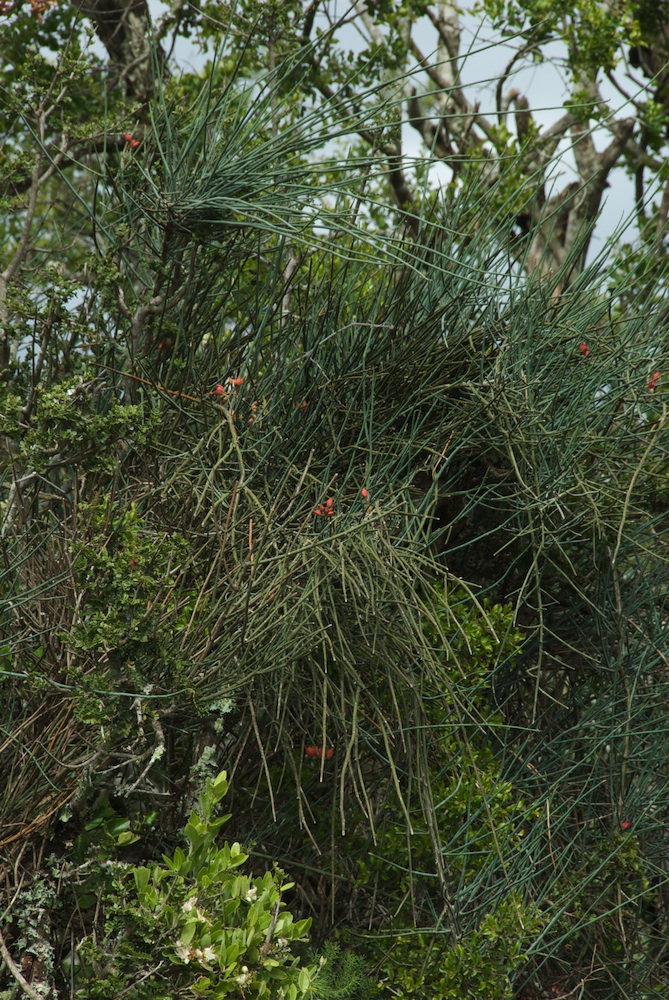 Capparaceae Cadaba aphylla