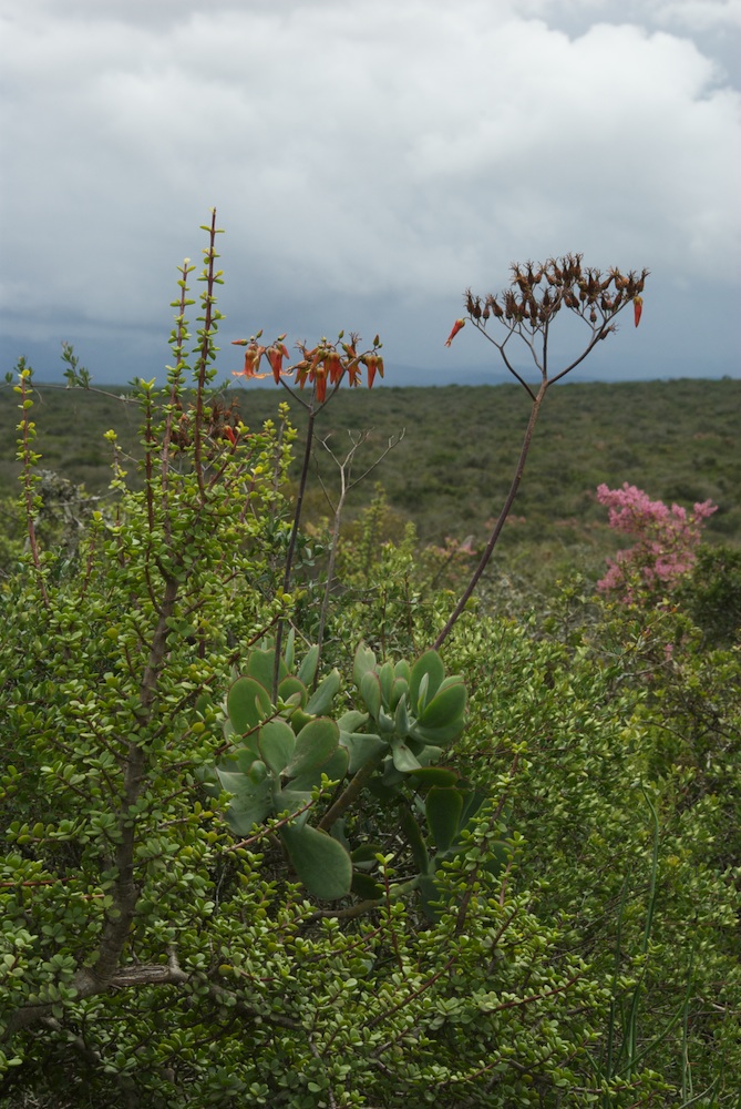 Crassulaceae Cotyledon orbiculata