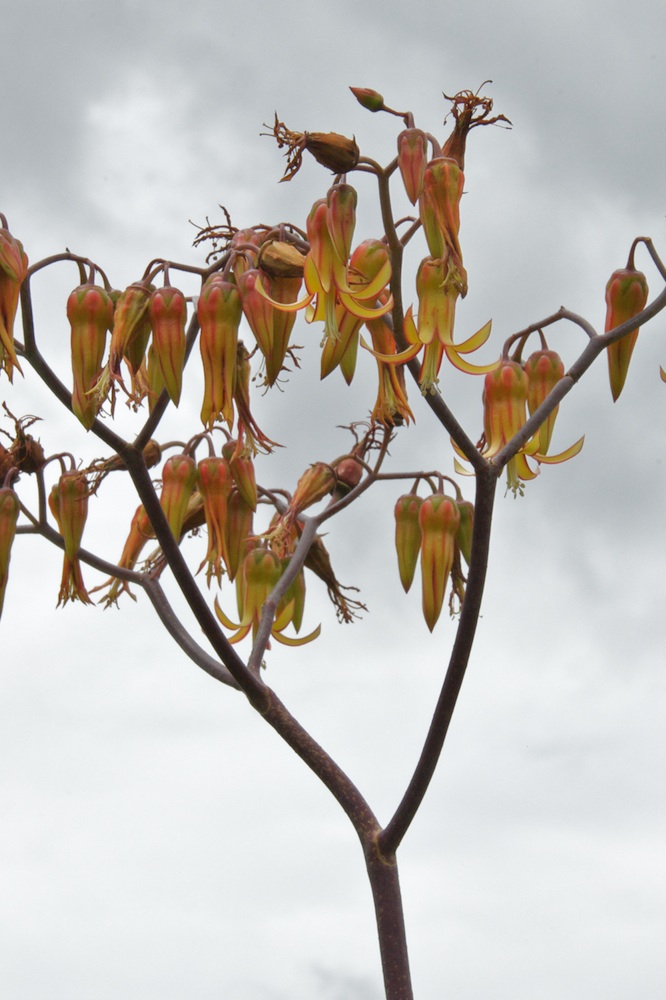 Crassulaceae Cotyledon velutina
