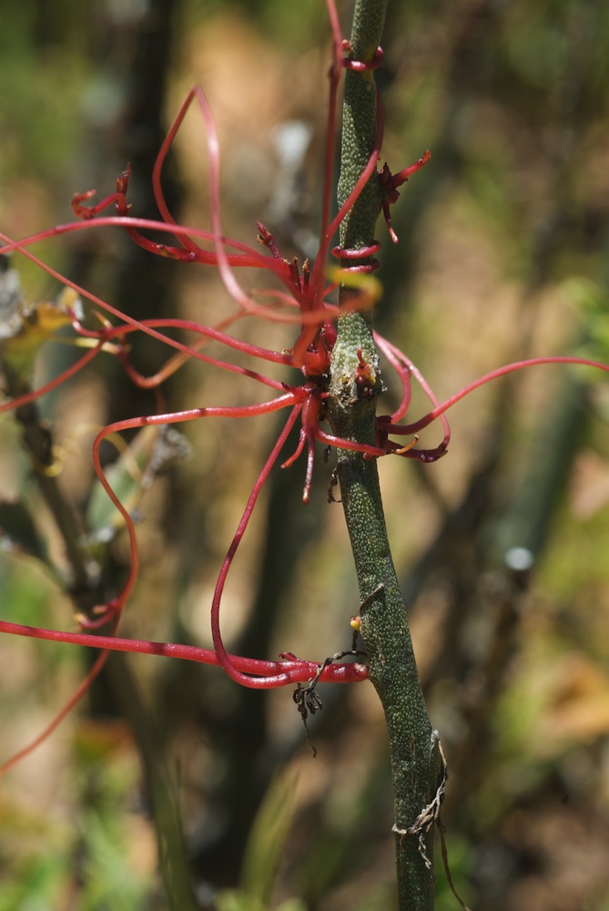 Convolvulaceae Cuscuta africana