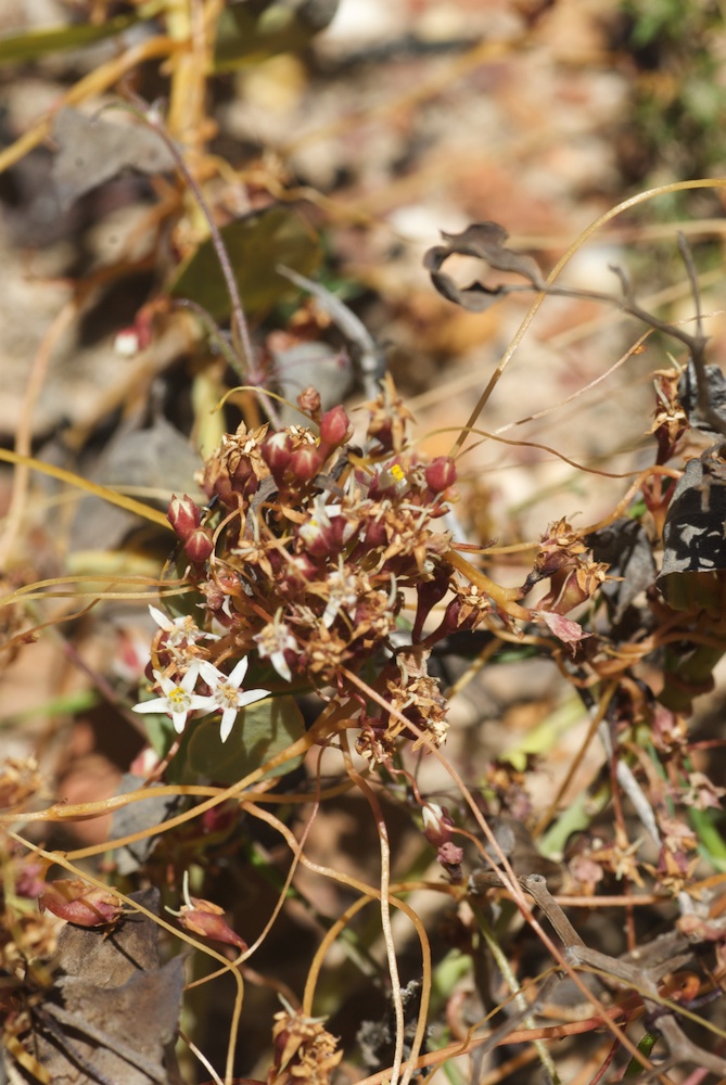 Convolvulaceae Cuscuta africana