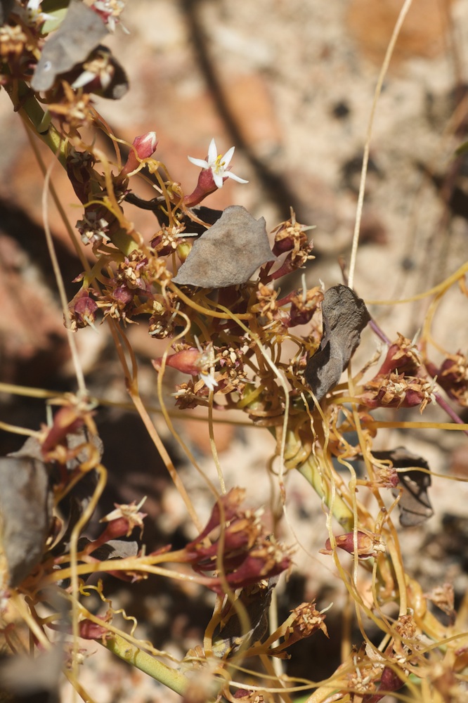 Convolvulaceae Cuscuta africana