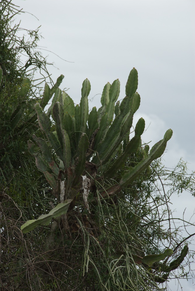 Euphorbiaceae Euphorbia triangularis