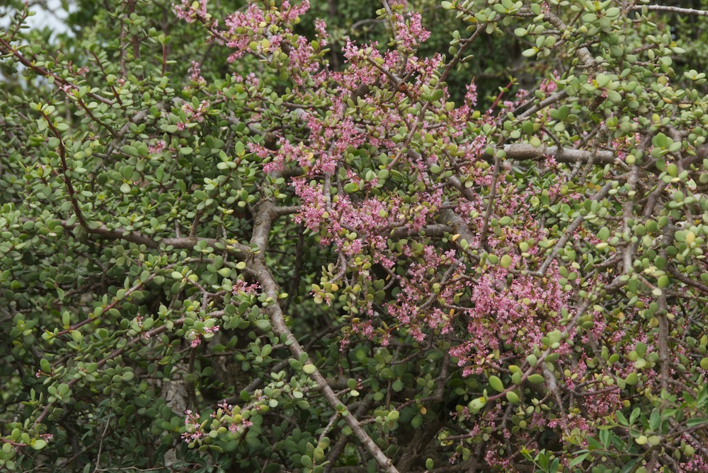 Didiereaceae Portulacaria afra