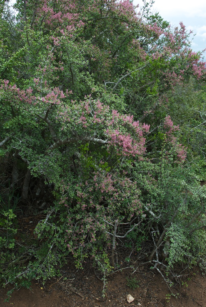 Didiereaceae Portulacaria afra