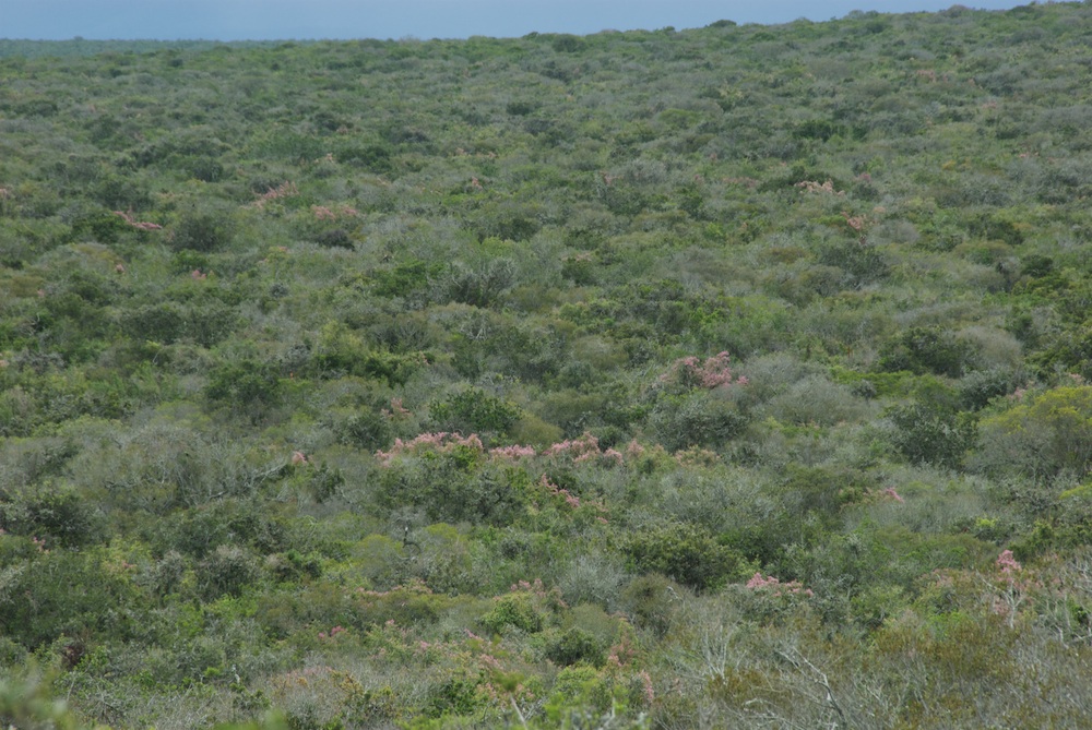 Didiereaceae Portulacaria afra