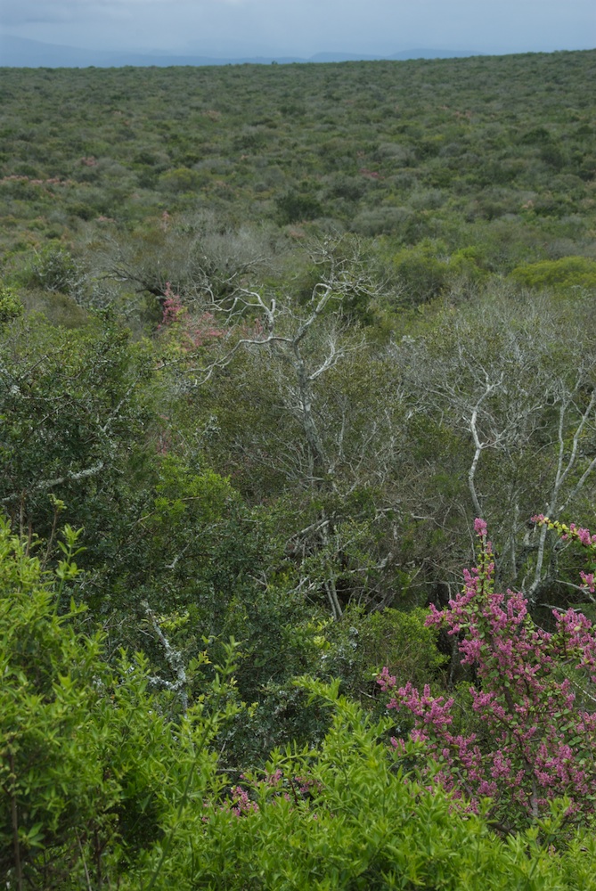 Didiereaceae Portulacaria afra