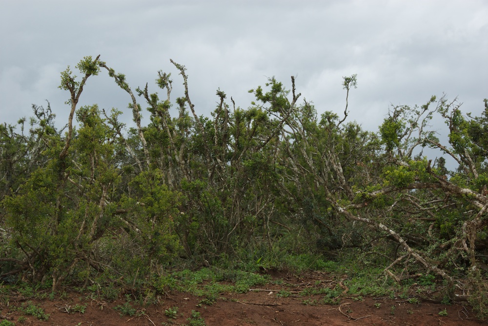 Didiereaceae Portulacaria afra
