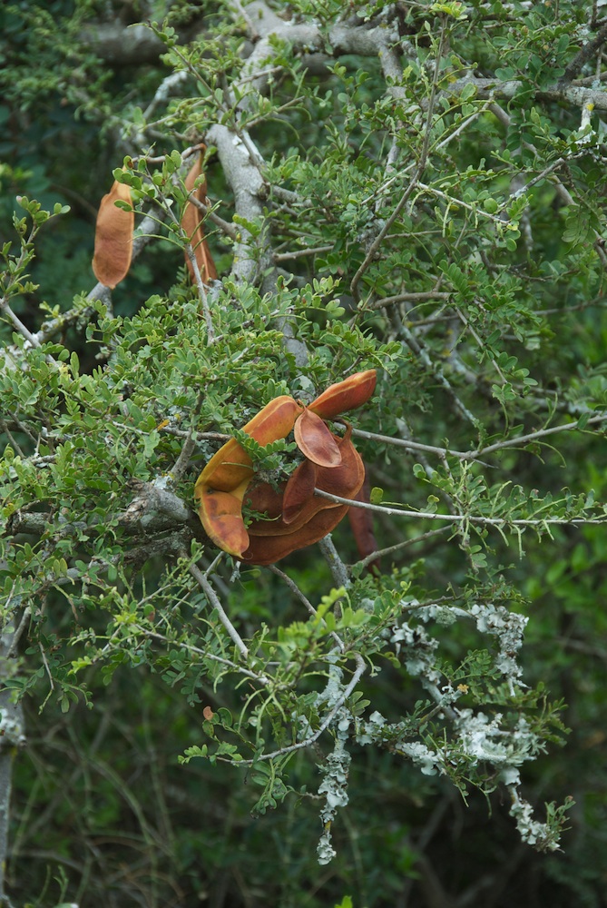 Fabaceae Schotia afra