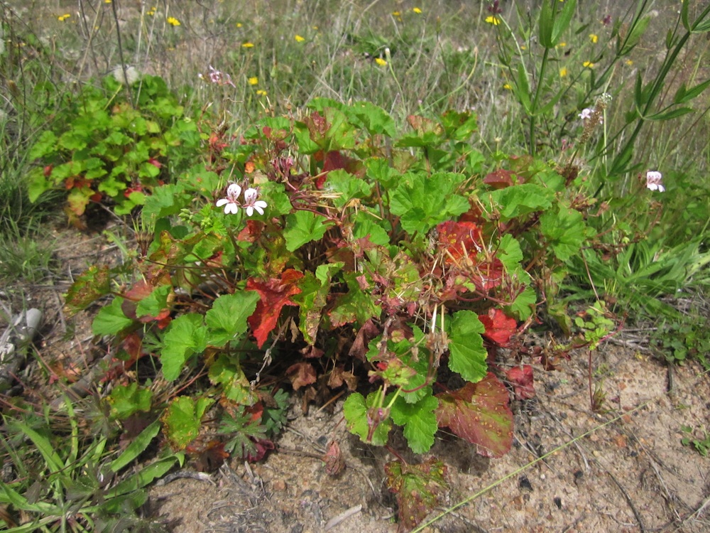 Geraniaceae Pelargonium australe
